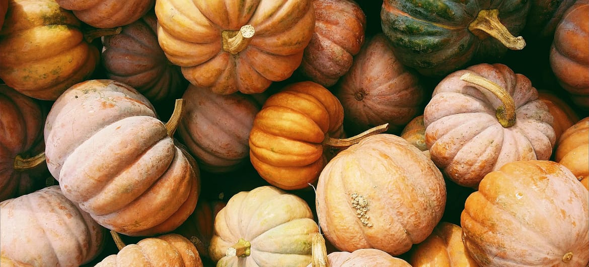 Pumpkins in a Pile - Vegan Thanksgiving Recipes