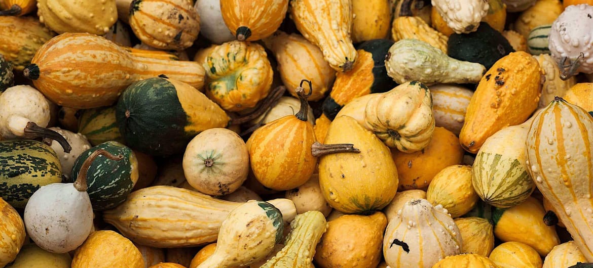 Autumn Squash Soup