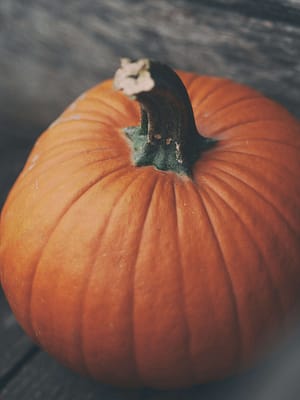 Pumpkin Pie Photo
