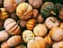 Pumpkins in a Pile - Vegan Thanksgiving Recipes
